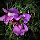 Antirrhinum Majus L. (Grosses Löwenmaul)