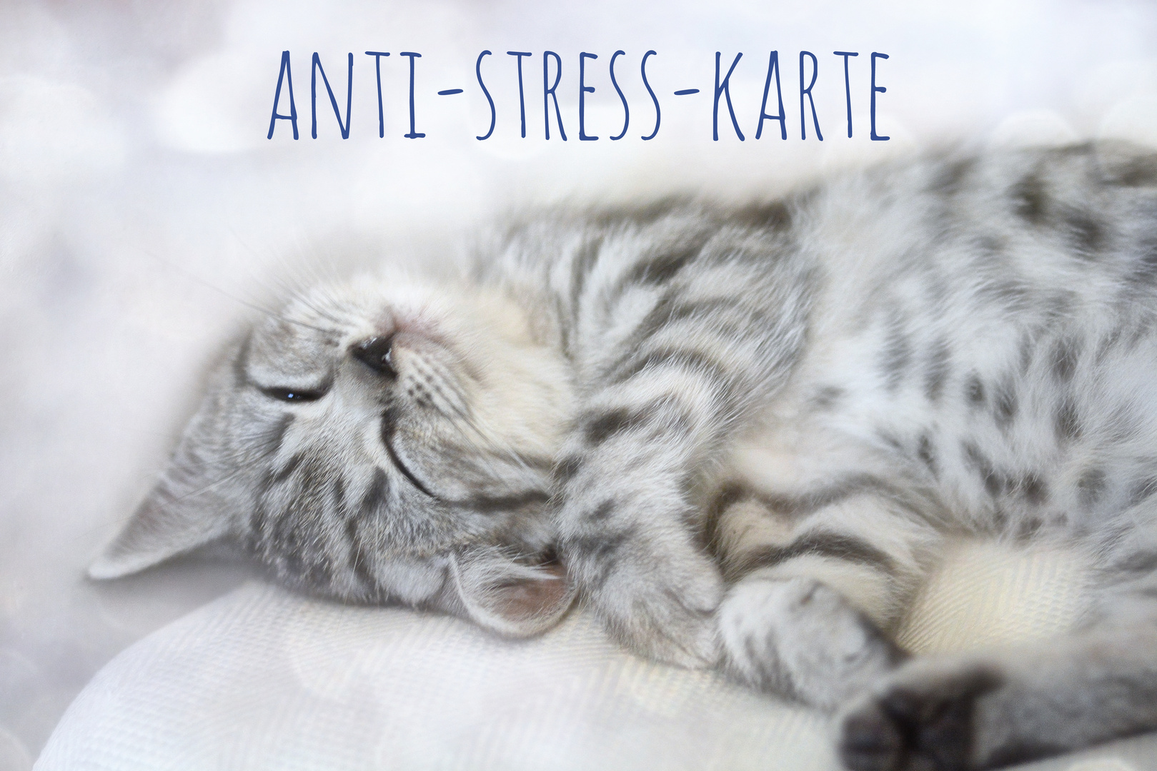 Antistress Karte Foto & Bild | spruchthema, katze, karte Bilder auf