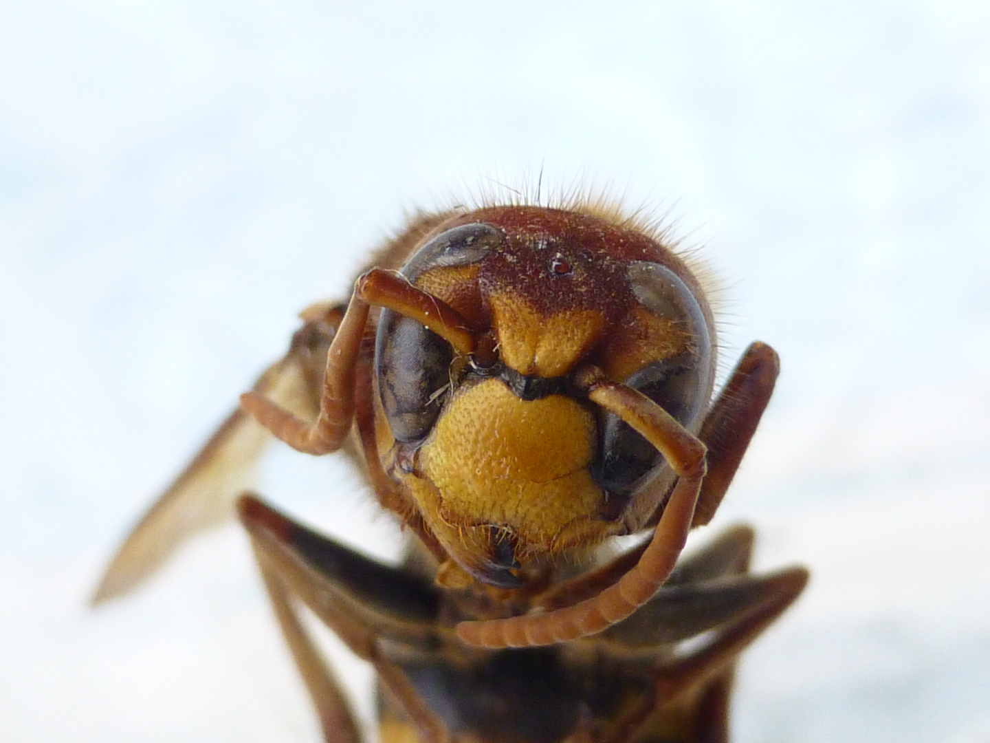 Antlitz einer Hornisse (Vespa crabro)