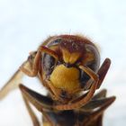 Antlitz einer Hornisse (Vespa crabro)