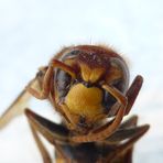 Antlitz einer Hornisse (Vespa crabro)