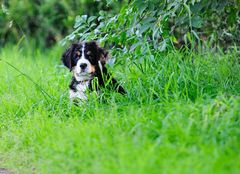 Anton - 9 Wochen junger Berner Sennenhund