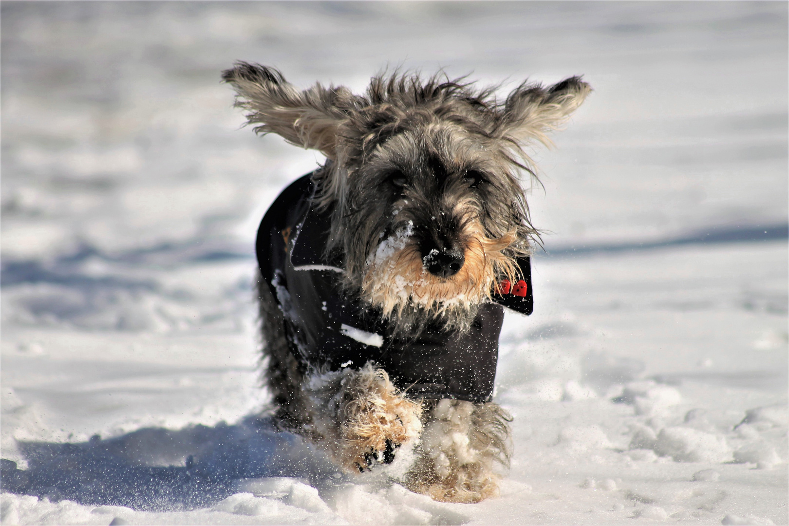 Anton im Schnee.....