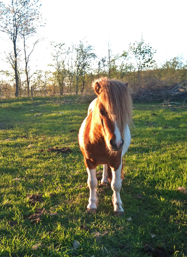 Anton in the sun