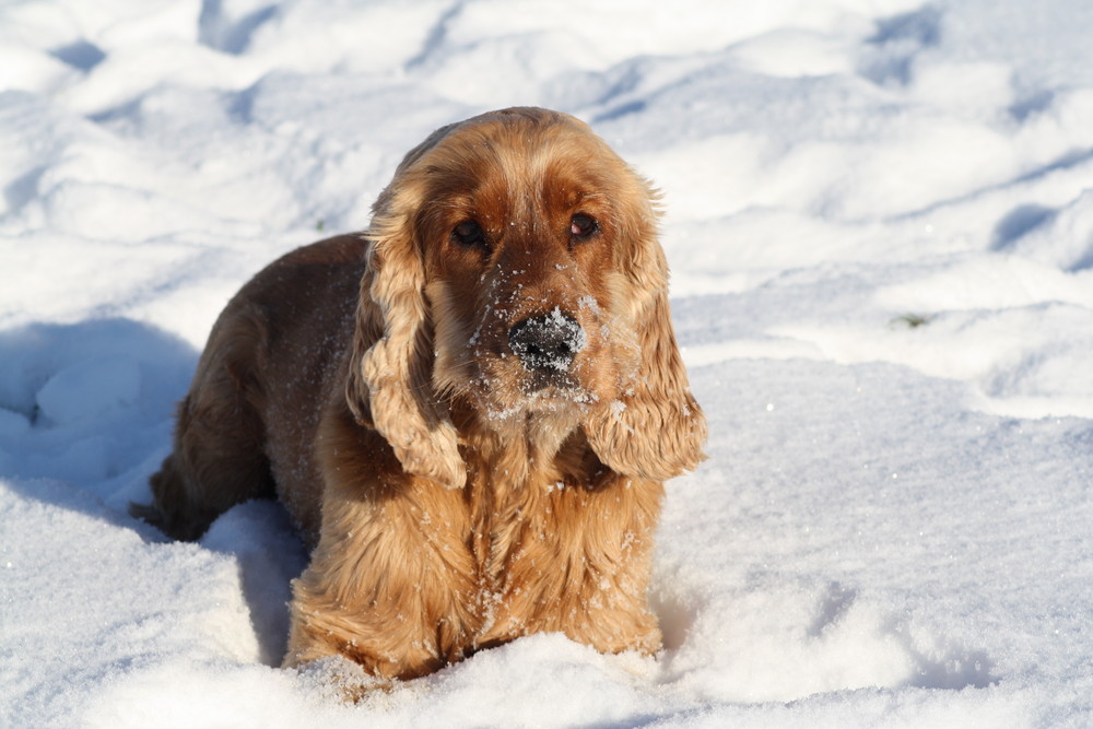 Anton mag Schnee