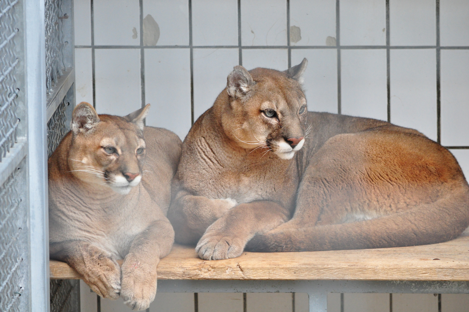 Anton und Pünktchen 2 Pumas