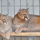 Anton und Pünktchen 2 Pumas