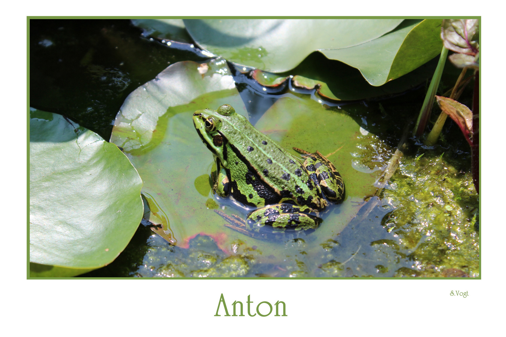 Anton unser Froschkönig