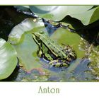 Anton unser Froschkönig