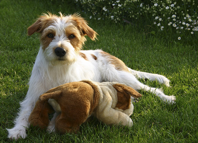 Anton von der Papiermühle mit Spielzeughund
