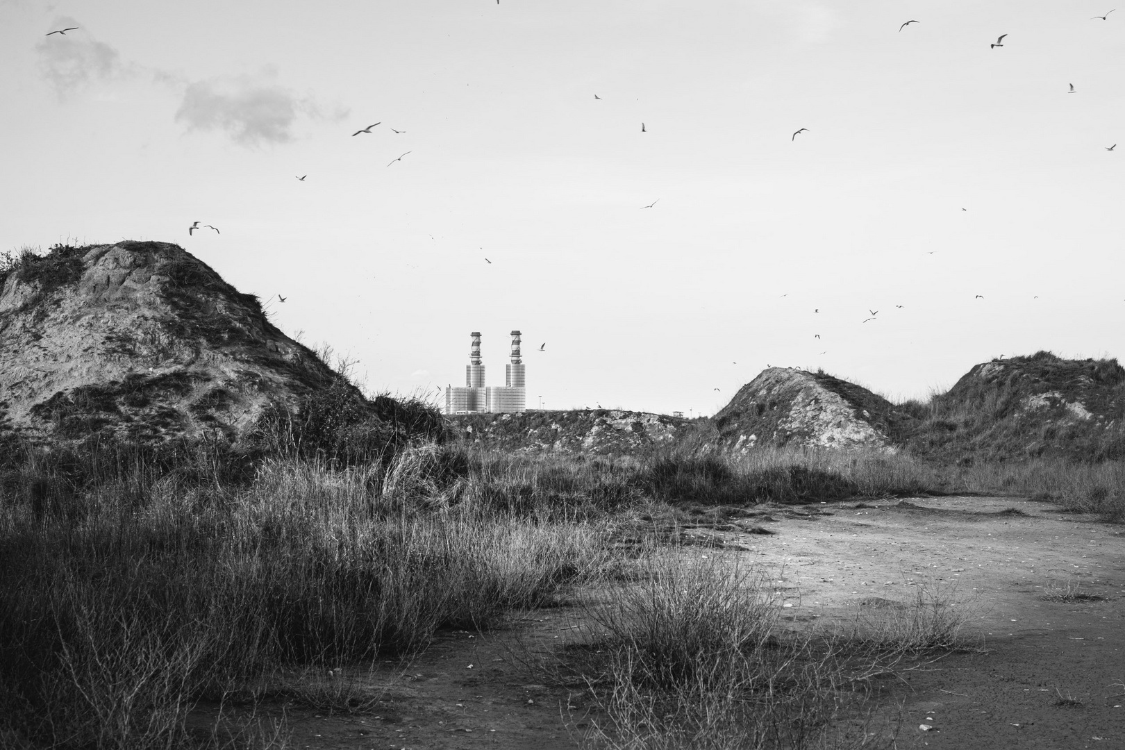 Antonello Zoffoli - Seagull Land Ravenna