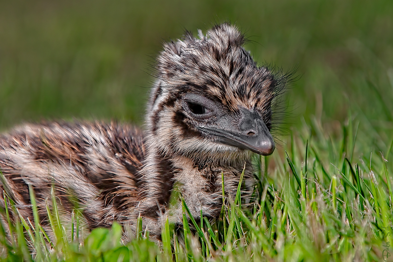 Antonia, the little baby emu