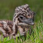 Antonia, the little baby emu