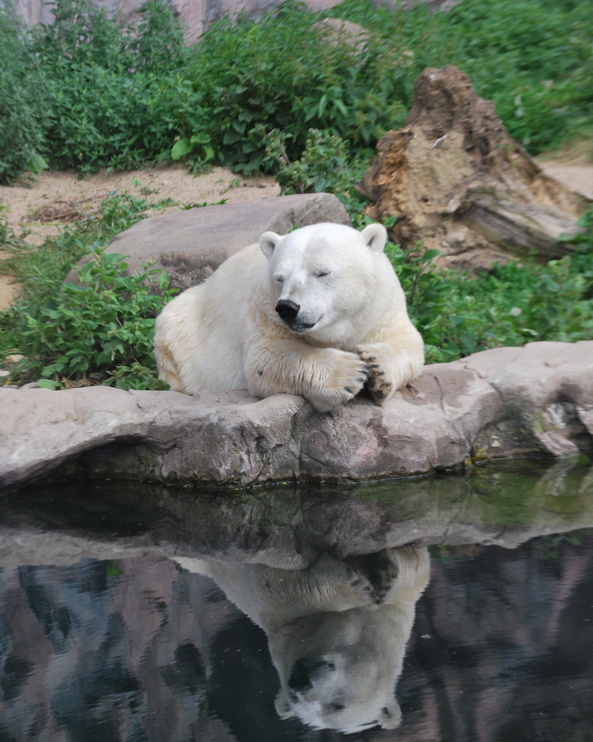 Antonia, Zoom Erlebniswelt Foto & Bild | natur, zoo, tiere Bilder auf ...