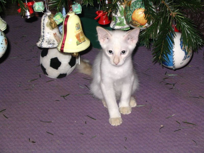 Anton`s erster Weihnachtsbaum