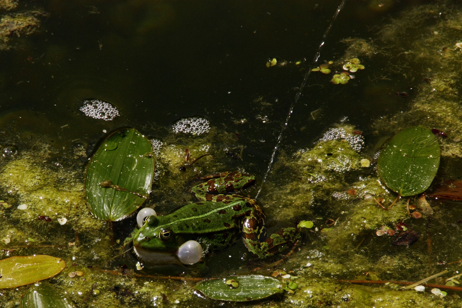 Antrieb mit Wasserkraft