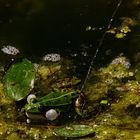 Antrieb mit Wasserkraft