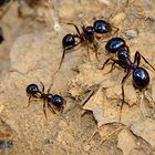 ants