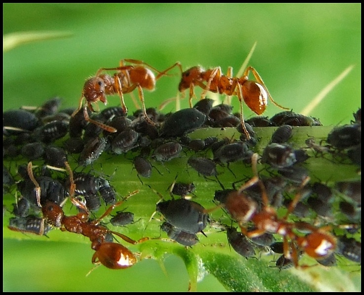 Ants at work