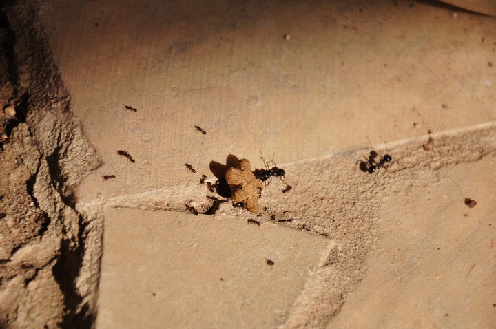 ants at work