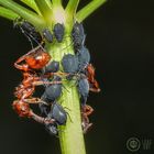 Ants at work