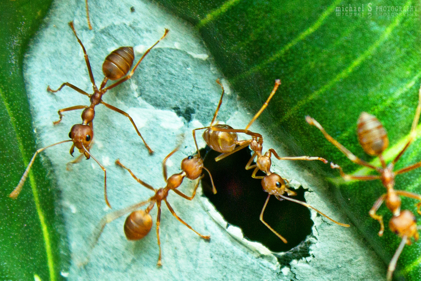 Ants at Work