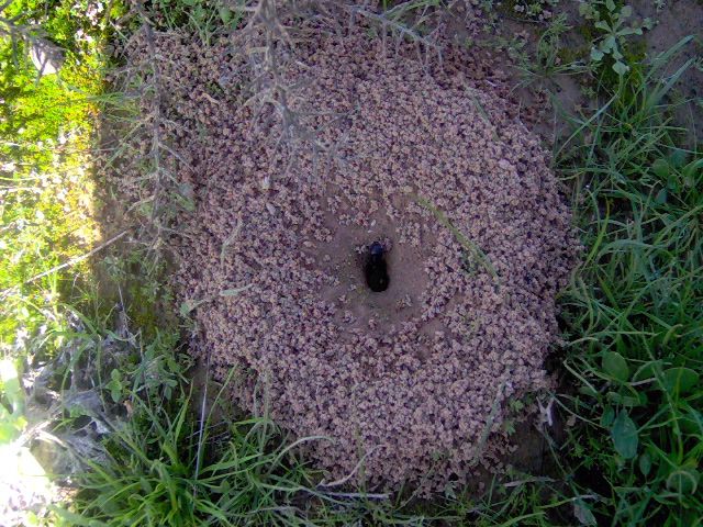 Ant's Hole