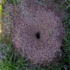 Ant's Hole