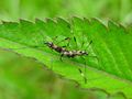 Ants mating on the wild Fern by Junot Lasher 