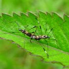 Ants mating on the wild Fern