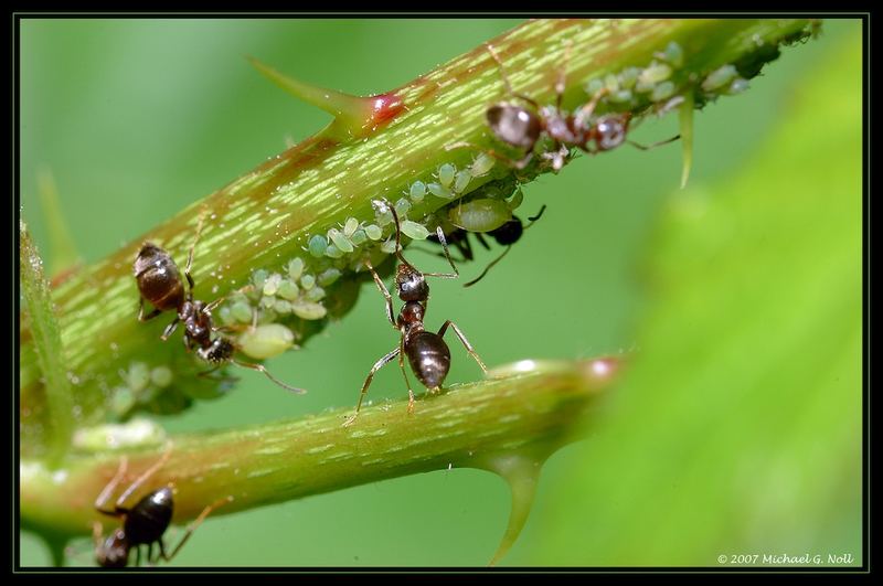 Ants milking plant louses