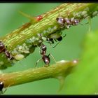 Ants milking plant louses