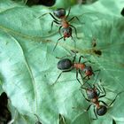 Ants on a leaf