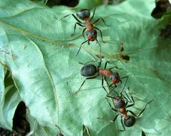 Ants on a leaf