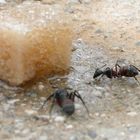 Ants on sugar