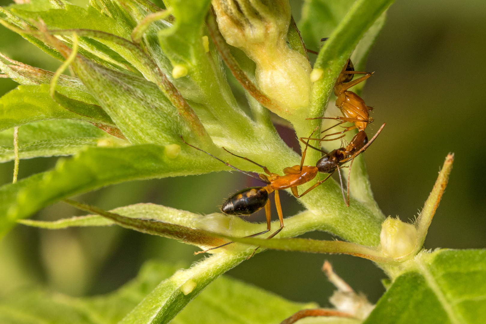 Ants sharing