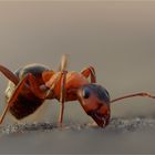 Ants...five....(Handicap)