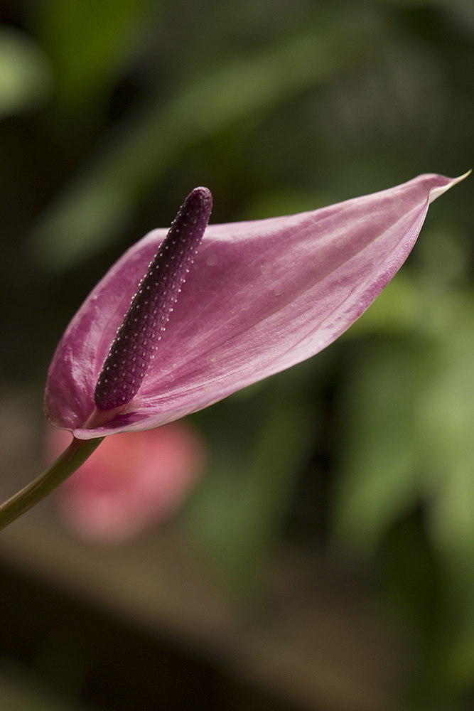 Anturio violeta claro