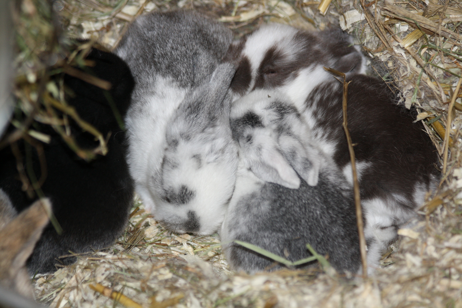 Antwort auf Eure Anmerkungen zu den Hasenbabys