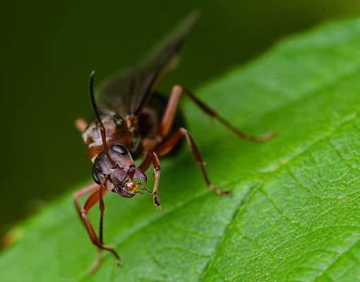 ANTZILLA - DIE RÜCKKEHR DES MANDIBEL-MONSTERS AUF SECHS BEINEN