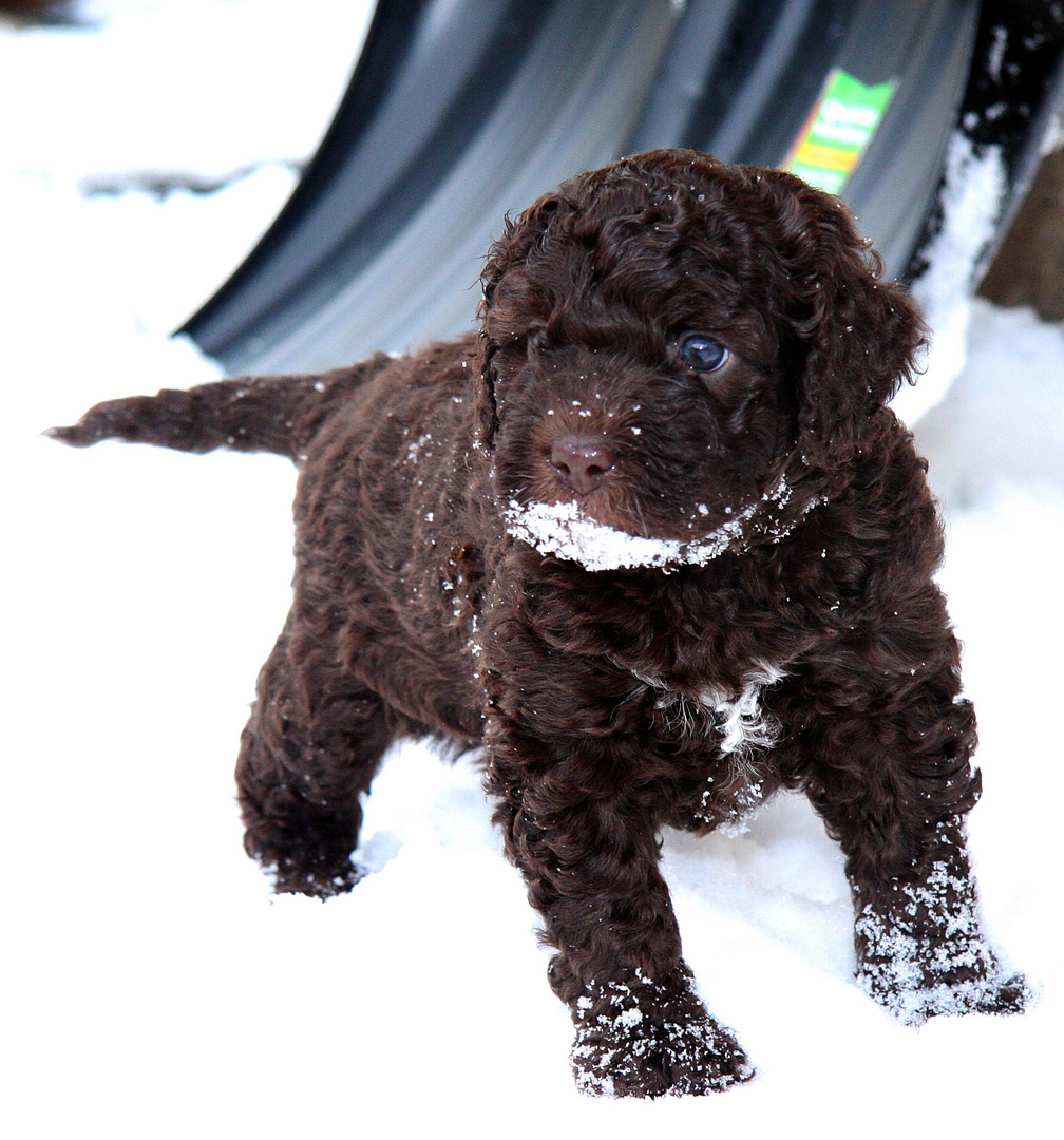 Anube im Schnee