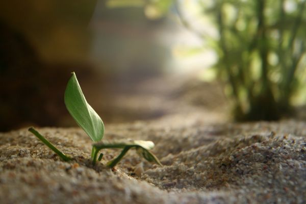 Anubia dans mon aquarium