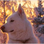 Anuk im Abendrot