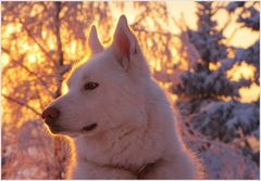 Anuk im Abendrot