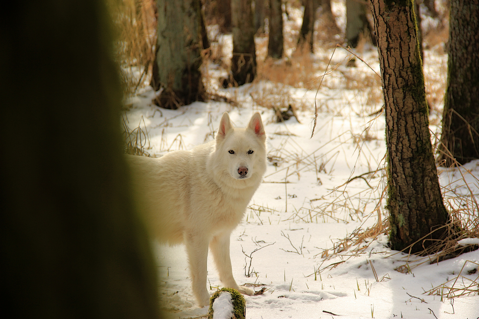 Anuk im Moorwald