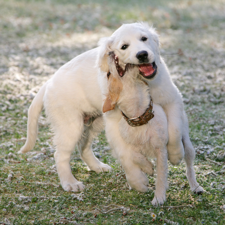 Anuk und Bruni