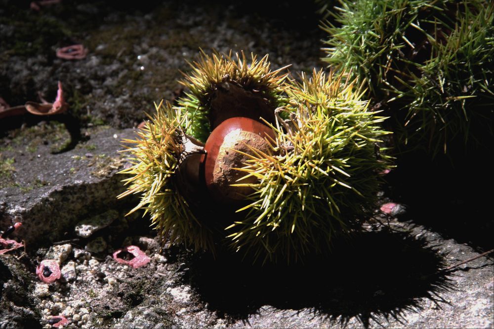 Anunciando la llegada del otoño de Conchilla 