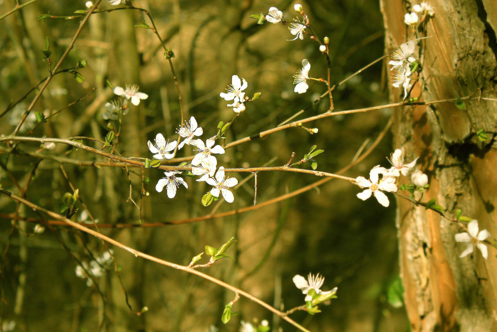 ANUNCIO DE PRIMAVERA