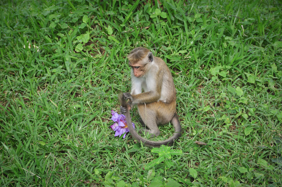 Anuradhapura 13