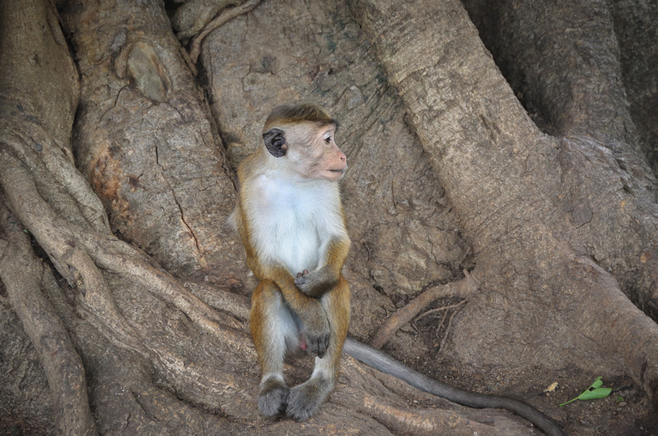 Anuradhapura 14